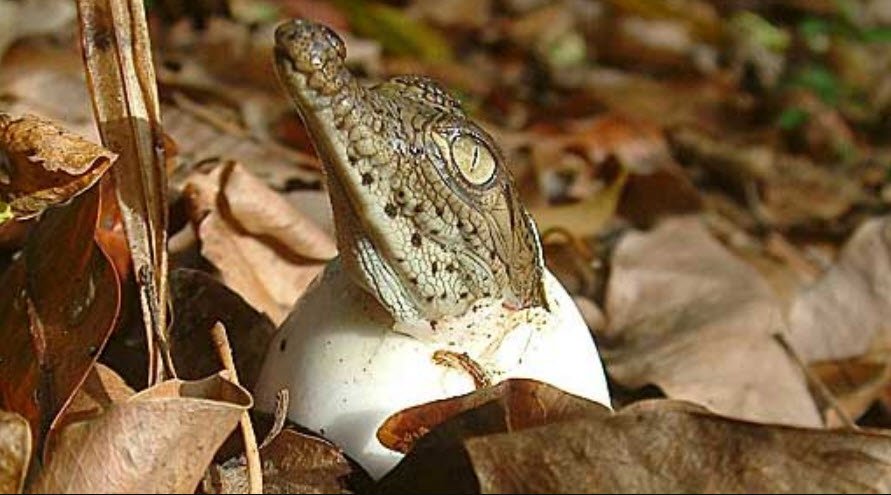 Croco Cun Zoo, Mexico